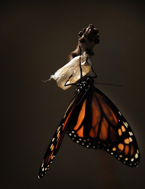 a Caterpillar becomes a Monarch Butterfly